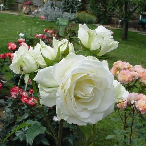 Fehér, néha halvány rózsaszín - teahibrid rózsa